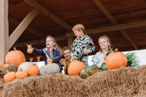 pole dyniowe trójmiasto